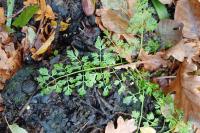 Oenanthe aquatica