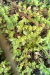 Herniaria hirsuta