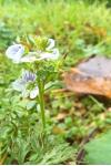 Veronica serpyllifolia