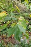 Platanus x hispanica