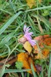 Centaurea jacea