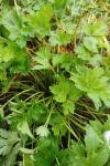 Ranunculus repens