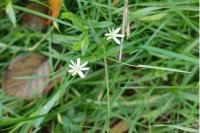 Stellaria graminea