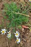 Tripleurospermum inodorum
