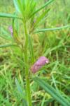 Misopates orontium