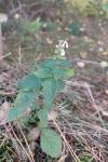 Teucrium scorodonia