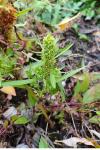 Rumex maritimus