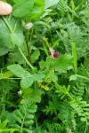 Pisum sativum