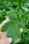 Sinapis arvensis