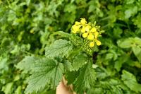 Sinapis arvensis
