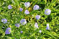 Linum usitatissimum subsp. usitatissimum