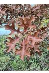 Quercus palustris