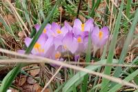 Crocus vernus