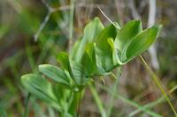 Polygonatum odoratum