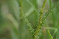 Cirsium palustre