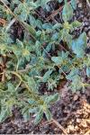 Amaranthus blitoides