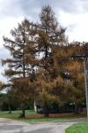 Larix decidua
