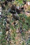 Larix decidua
