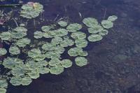 Hydrocotyle ranunculoides