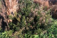 Ruscus aculeatus