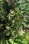 Ruscus aculeatus