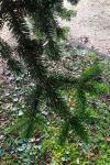 Abies alba