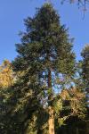 Abies alba