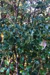 Ilex aquifolium