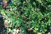 Buxus sempervirens