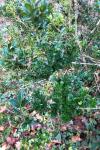 Buxus sempervirens