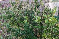 Buxus sempervirens