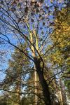 Platanus orientalis