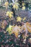 Platanus orientalis