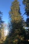 Chamaecyparis lawsoniana