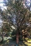 Taxus baccata