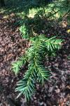 Taxus baccata