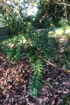 Taxus baccata