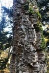 Quercus suber