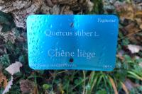 Quercus suber