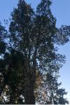 Quercus suber