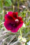 Alcea rosea
