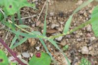 Cynodon dactylon