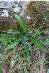 Asplenium scolopendrium