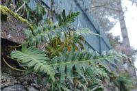 Polypodium
