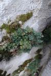 Asplenium ruta-muraria