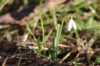 Galanthus nivalis