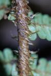 Dryopteris affinis