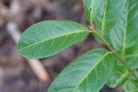 Prunus laurocerasus