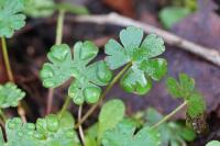 Geranium lucidum