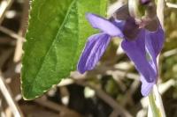 Viola hirta